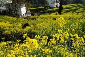黄山、婺源纯玩三日游/住山顶观日出/当季热门线路/当地跟团游